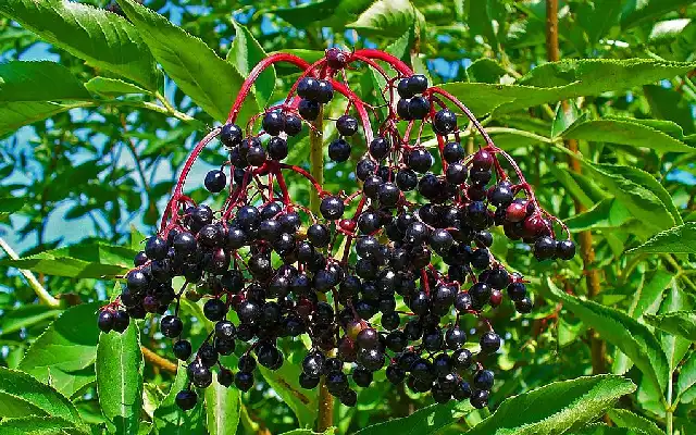 Elderberries for Gout
