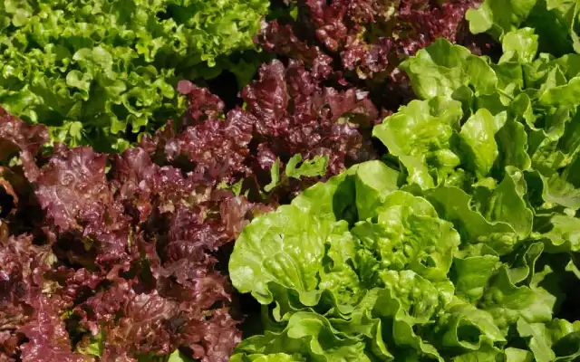 Which Lettuce is best for Gout?