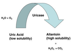 Uricase Converts Uric Acid image