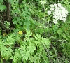 Herbal Uric Acid Inhibitor: Angelica dahurica photo