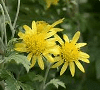 Chrysanthemum indicum photo
