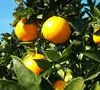 Herbal Uric Acid Inhibitor: Citrus sinensis photo