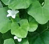 Herbal Uric Acid Inhibitor: Coccinia grandis photo