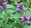 Herbal Uric Acid Inhibitor: Prunella vulgaris photo