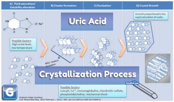 Uric Acid Crystal Formation and Growth Processes