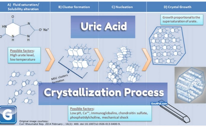 Uric Acid Crystallization Formation and Growth Processes